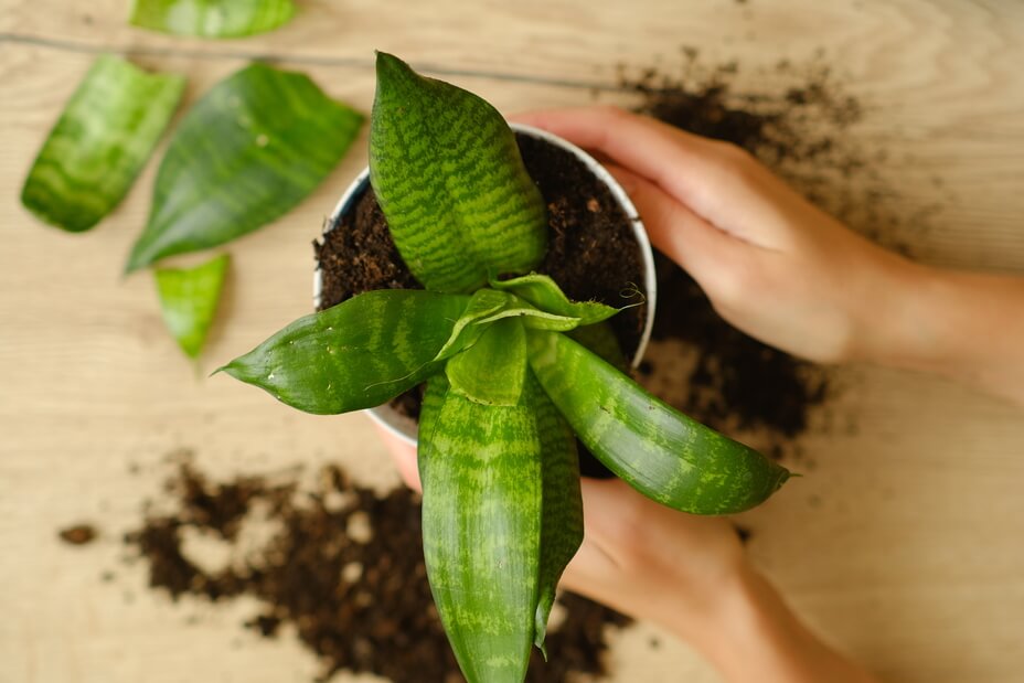 What is the going rate for house cleaning in Canada? If you find low options, the company may lack proper insurance and accountability.